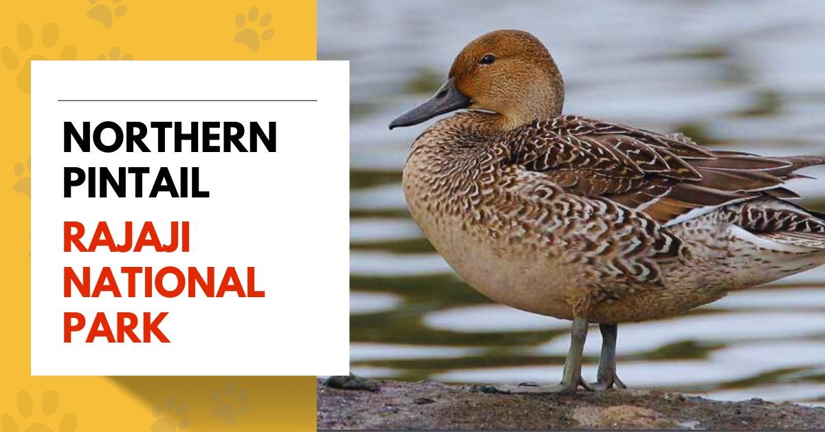 Northern Pintail
