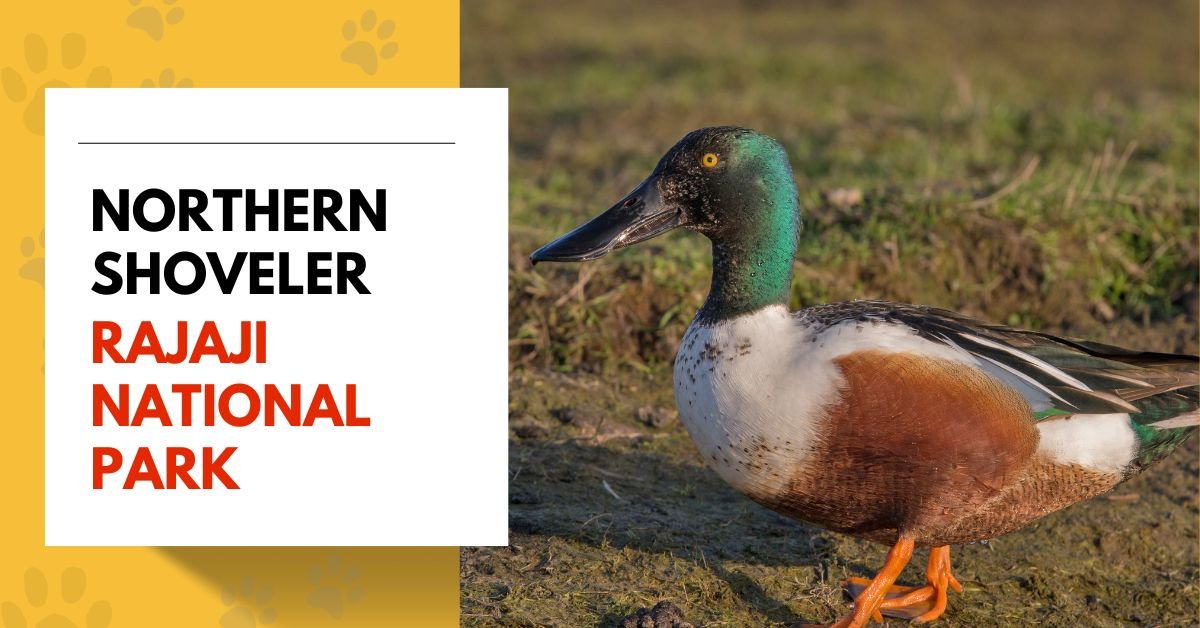 Northern Shoveler
