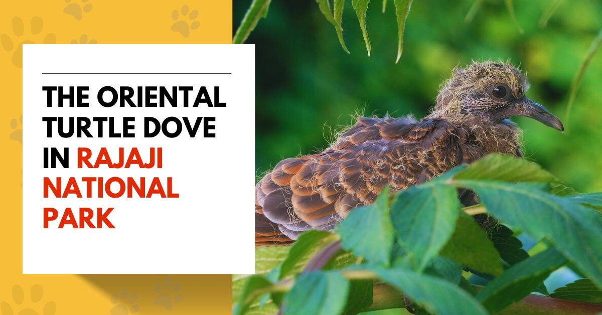 The Oriental Turtle Dove in Rajaji National Park