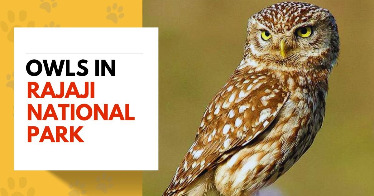 Owls in Rajaji National Park