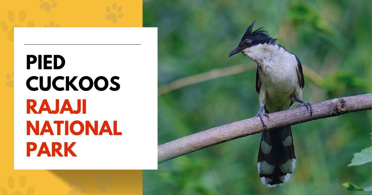 Pied cuckoos