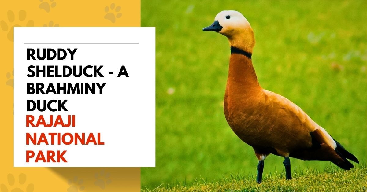 Ruddy Shelduck