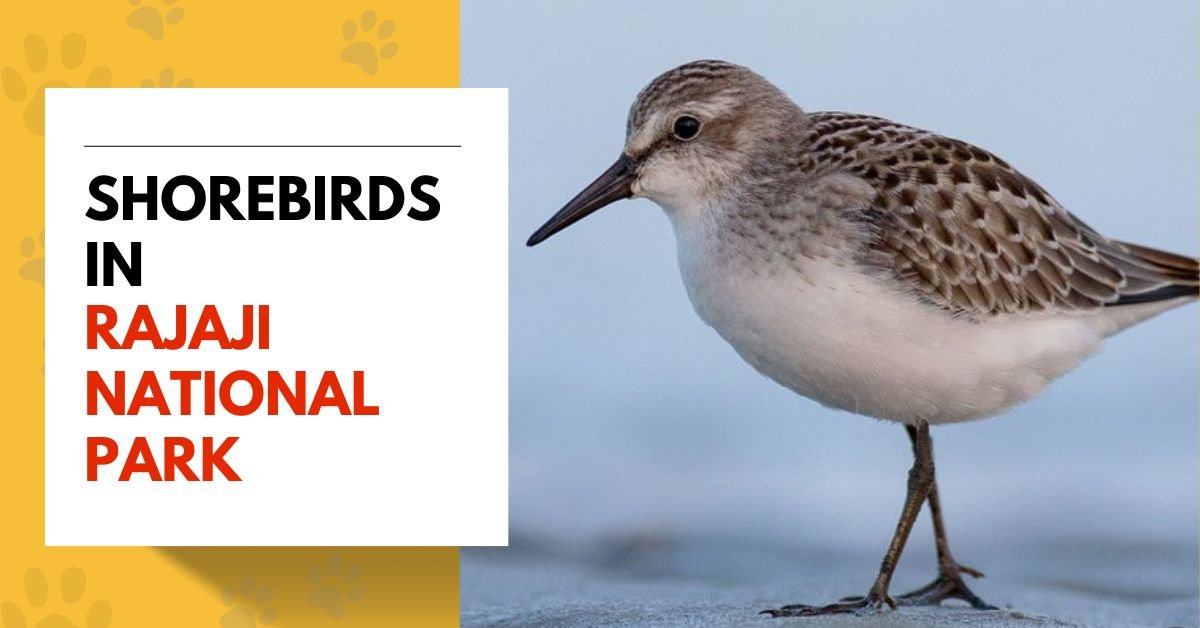 Shorebirds in Rajaji National Park