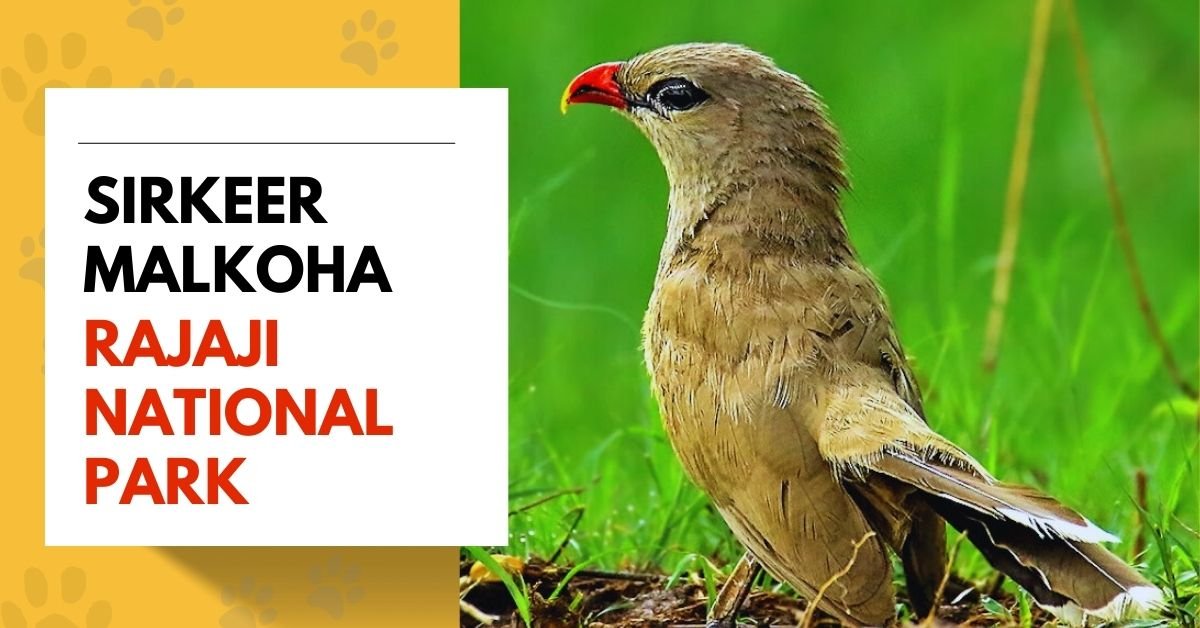 Sirkeer Malkoha