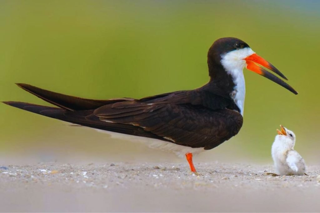 Skimmers in Rajaji National Park