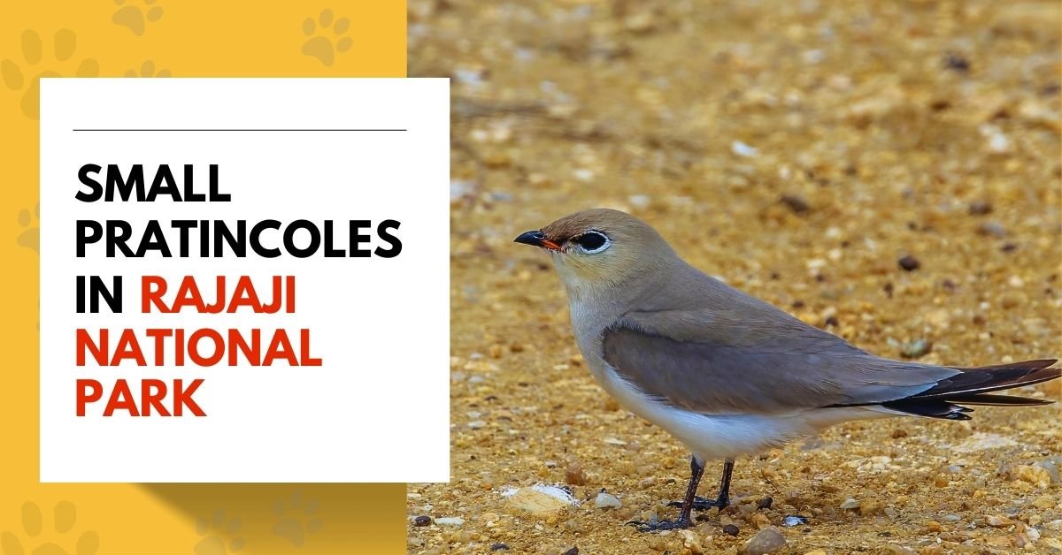Small Pratincole