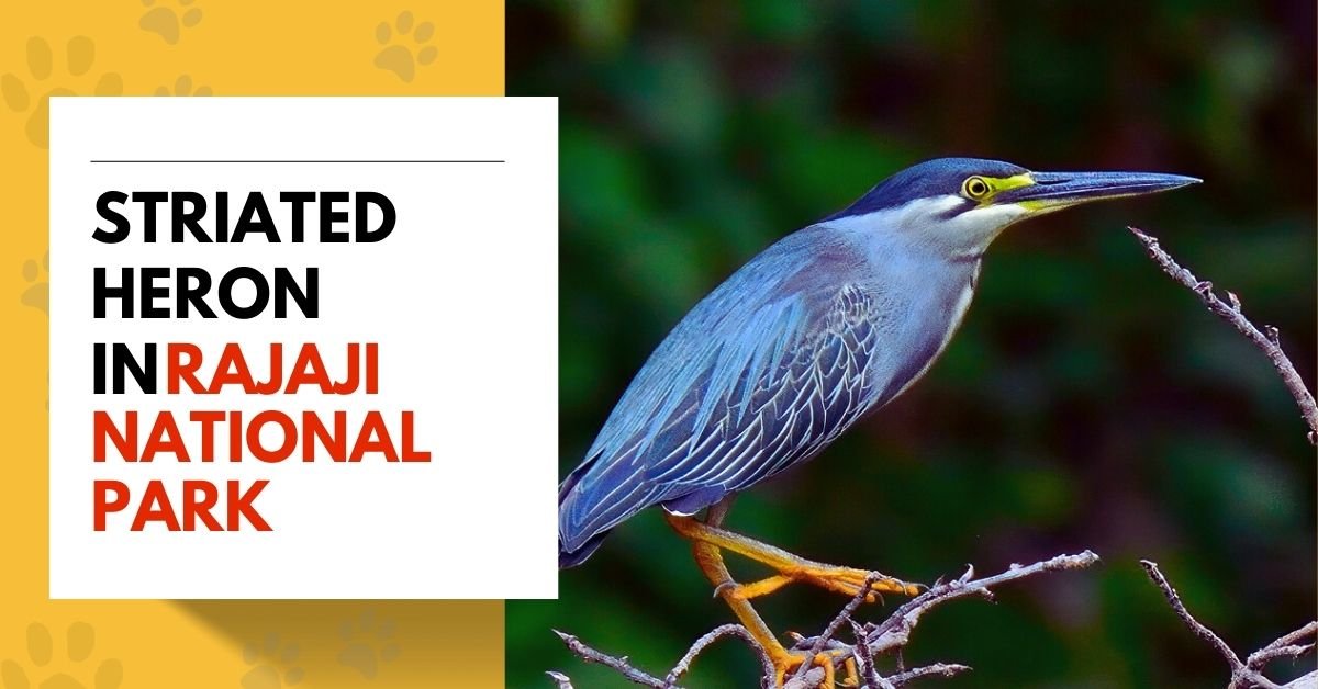 Striated Heron in Rajaji