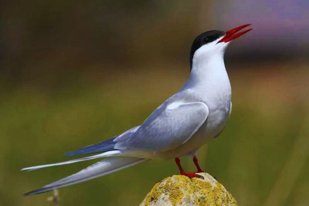 Terns in Rajaji National Park