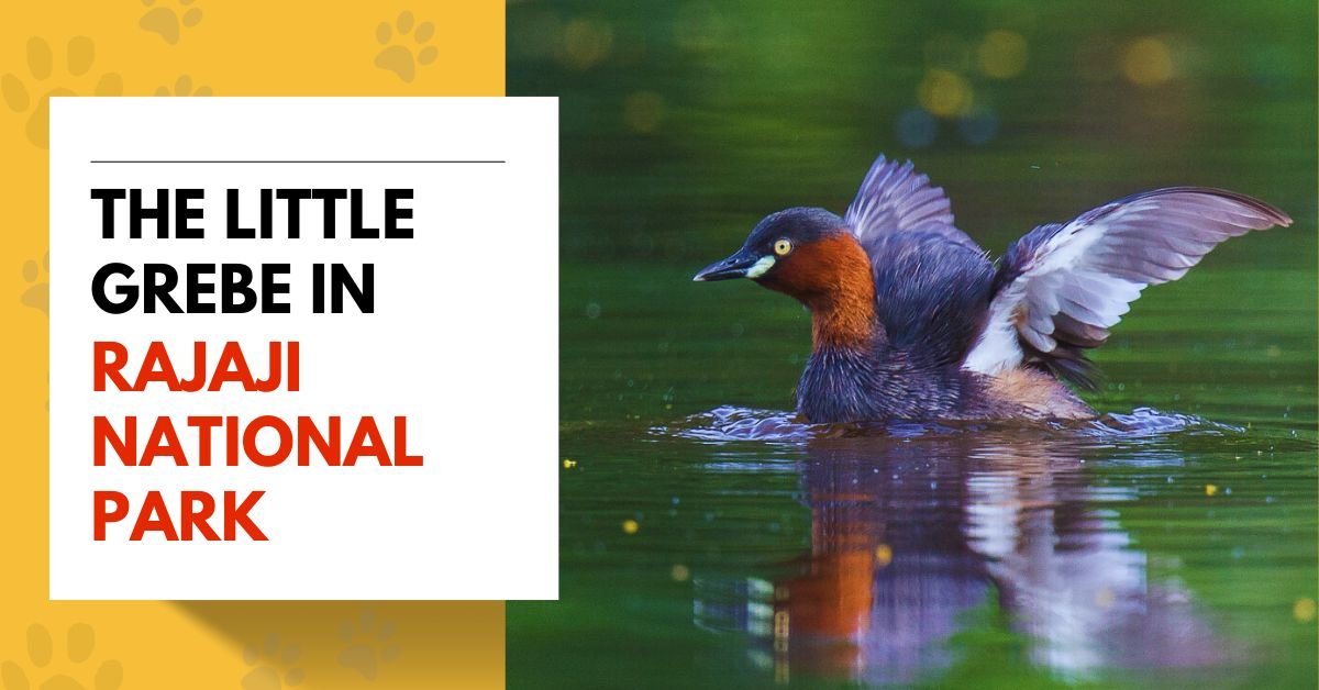 The Little Grebe in Rajaji National Park