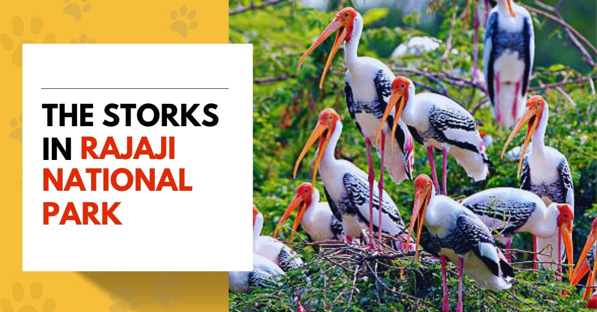 The Storks in Rajaji National Park