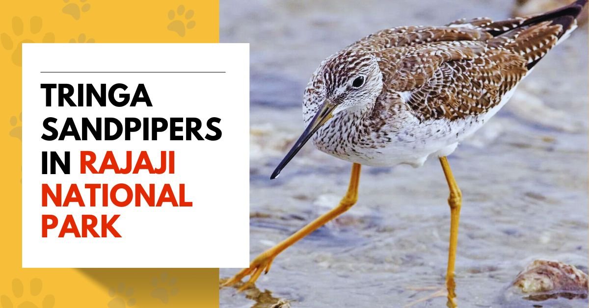 Tringa sandpipers