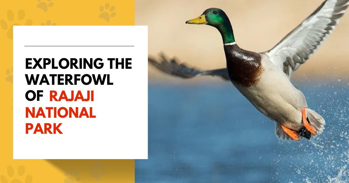 Exploring the Waterfowl of Rajaji National Park