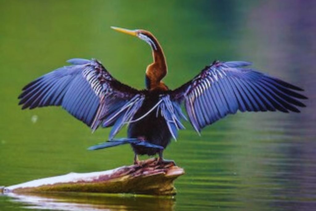 Oriental Darter