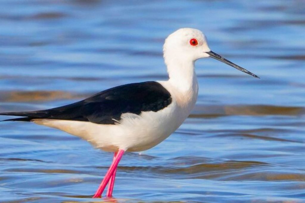 Black-winged Stilts
