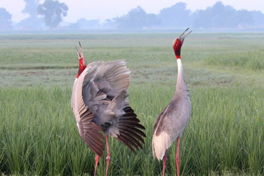Sarus Cranes