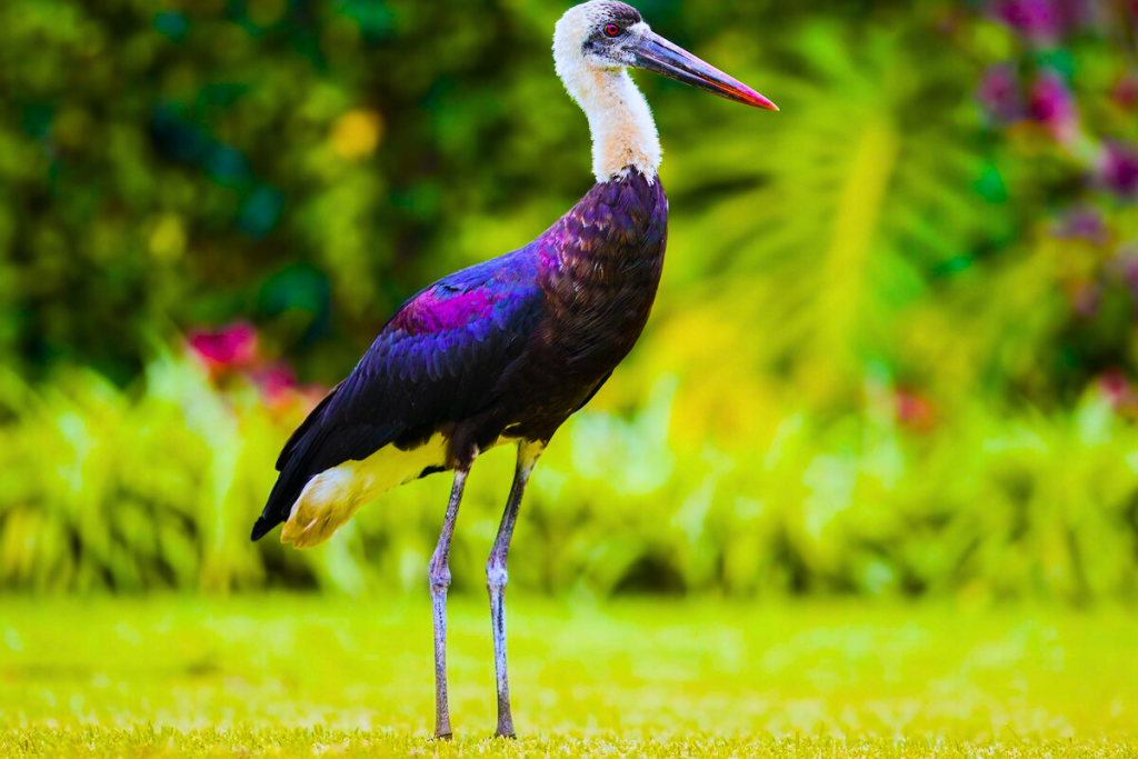 Asian Woolly-necked Stork