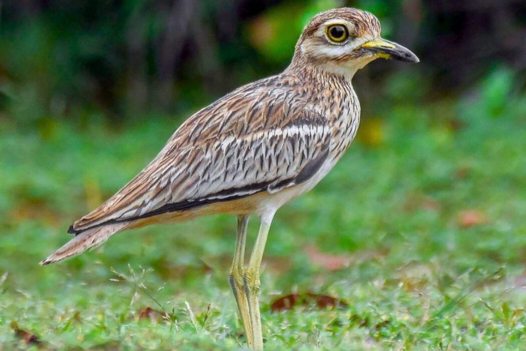 Indian Thick-knee