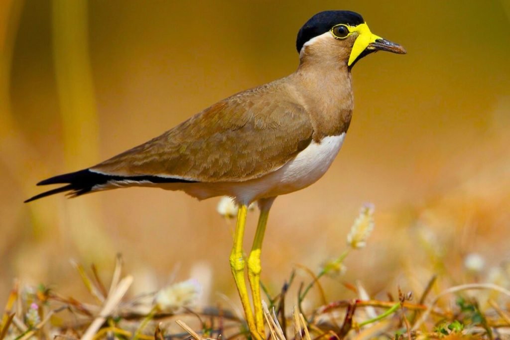 Yellow-wattled Lapwing 