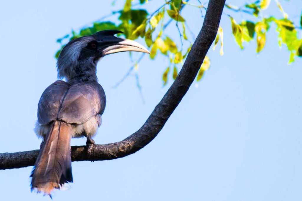 Indian Grey Hornbill
