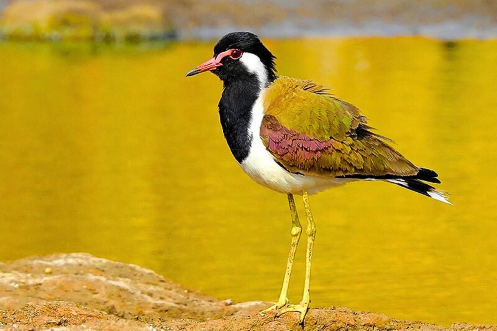 Red-wattled Lapwings