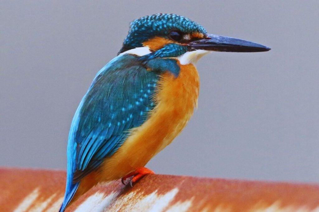 Common Kingfisher