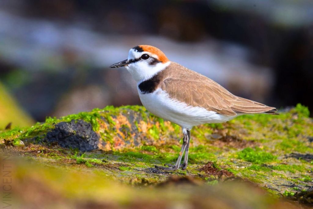 Kentish Plover in Rajaji National Park