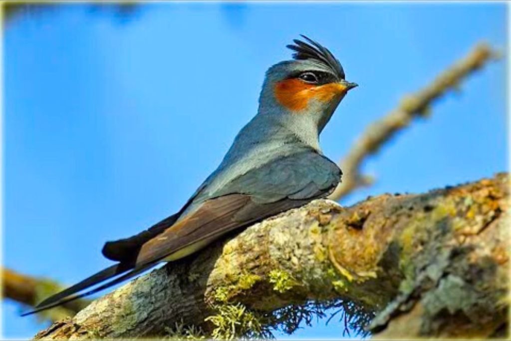 Crested Treeswift