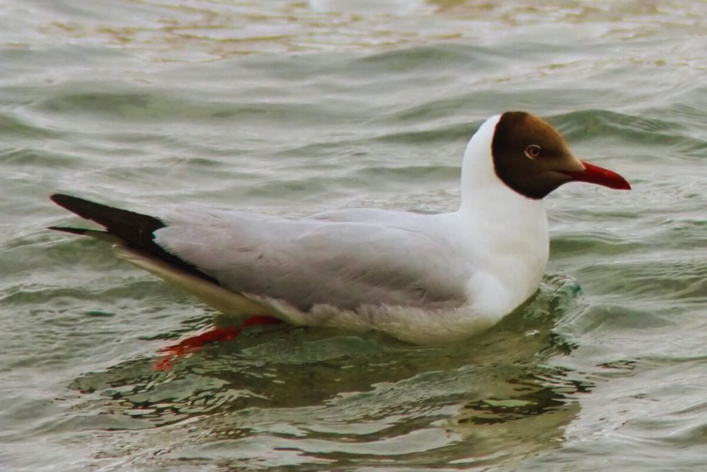 Brown-headed Gull