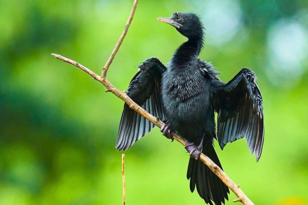 Little Cormorants in Rajaji National Park