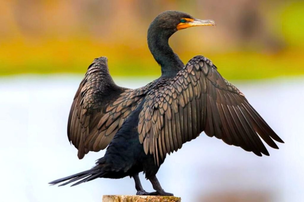 cormorants