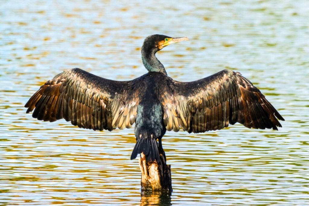cormorants and anhingas