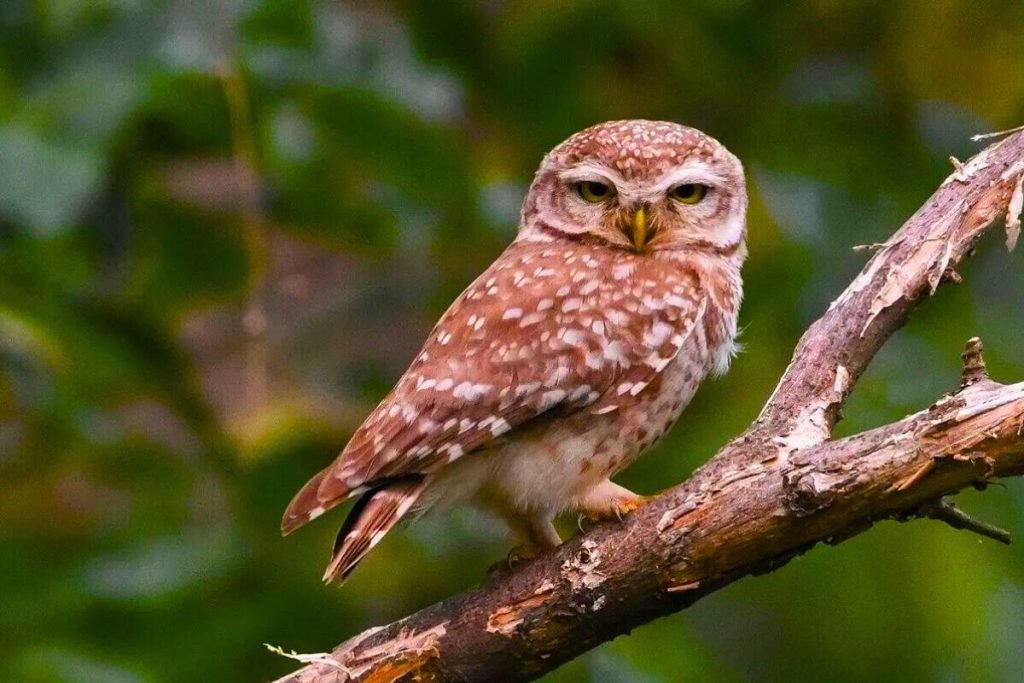 Spotted Owlet (Athene brama) in Rajaji National Park