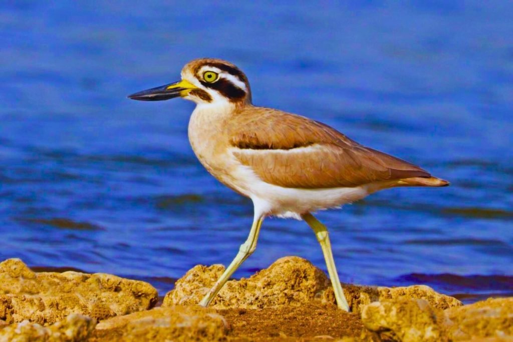 Great Thick-knee