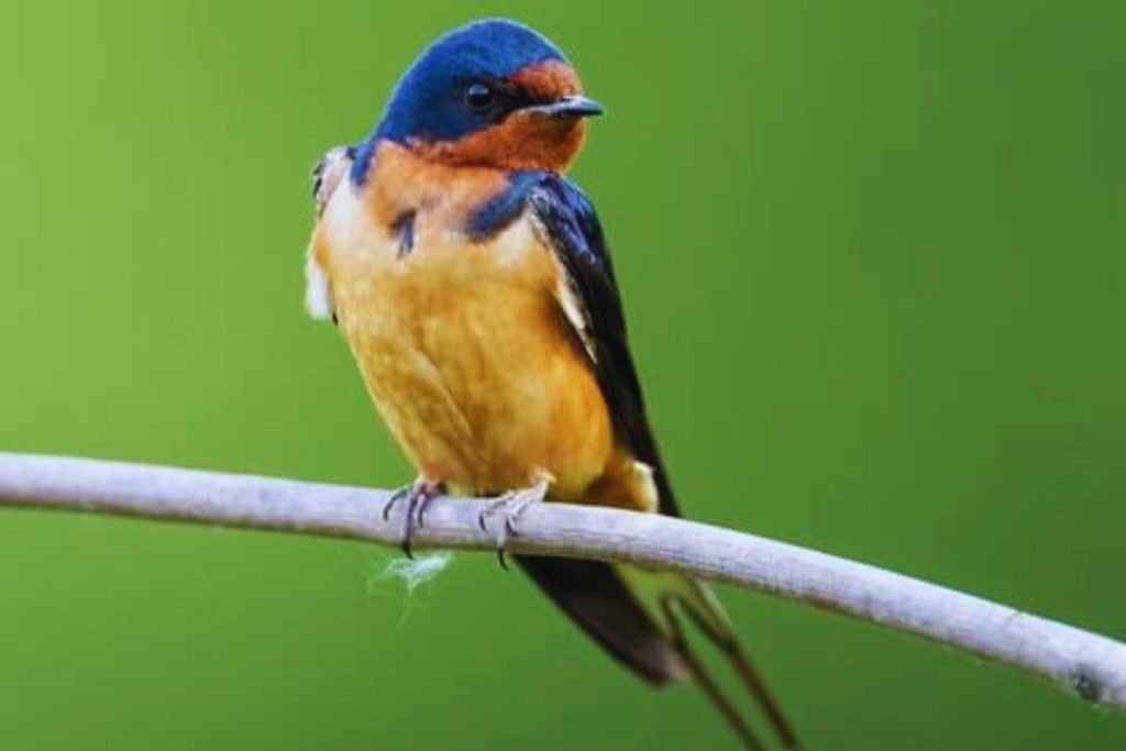 Barn Swallow
