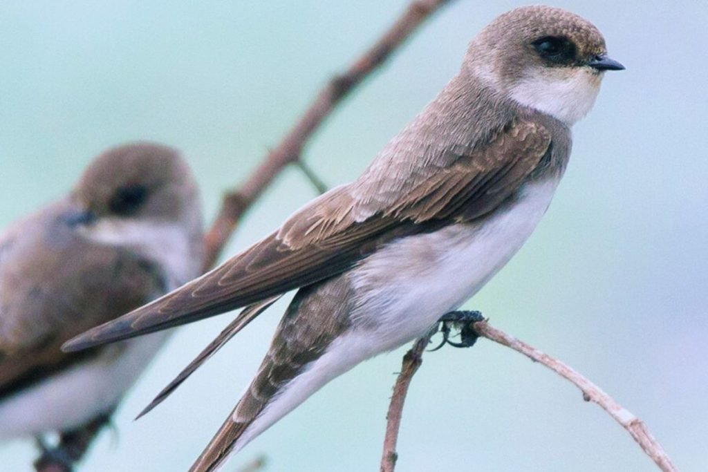 Pale Martin