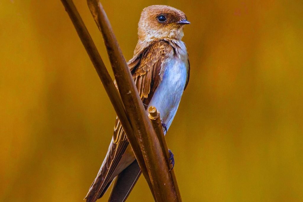 Grey-throated Martin