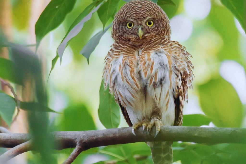 Asian Barred Owlet 