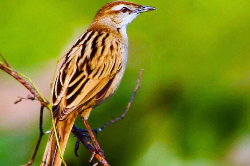 Striated Grassbird
