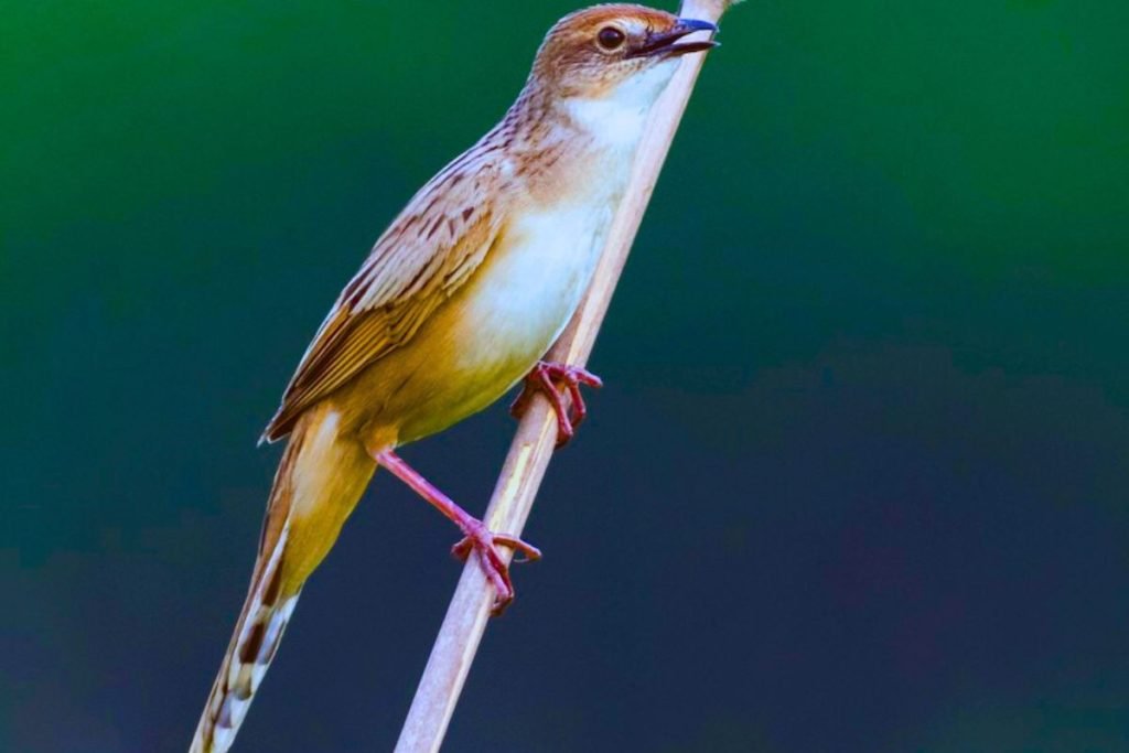 Bristled Grassbird