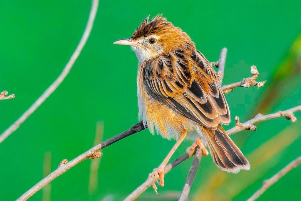 Zitting Cisticola