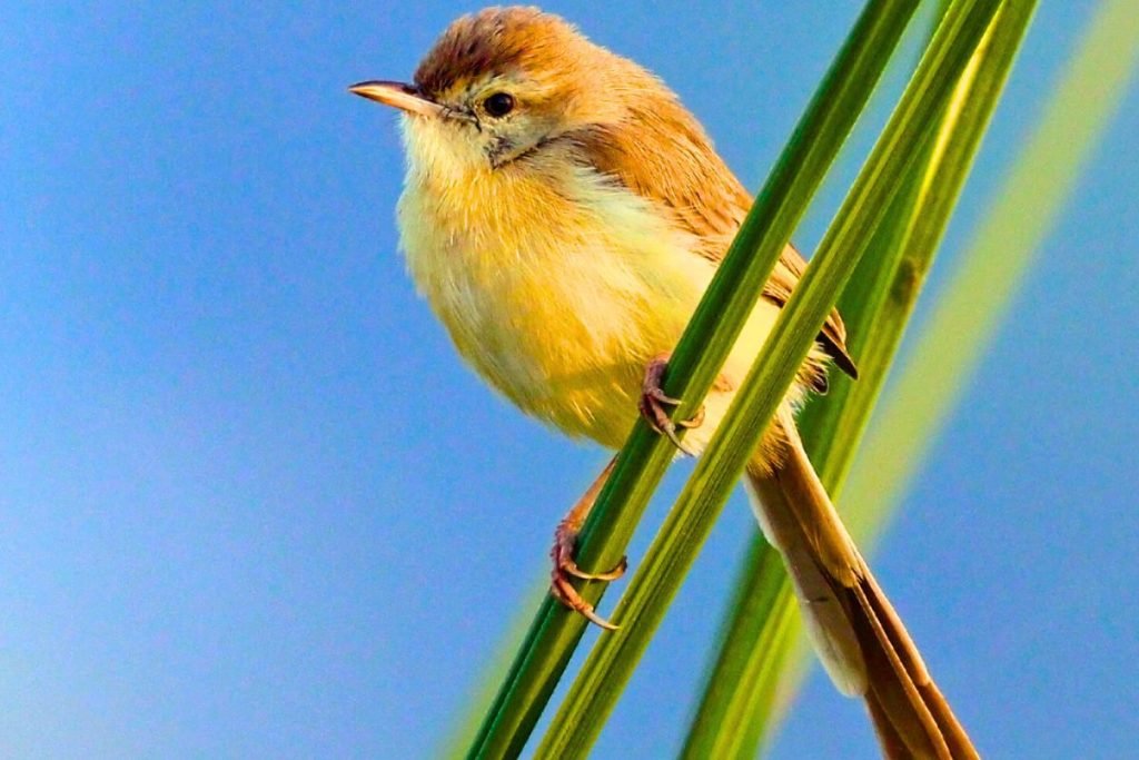 Plain Prinia
