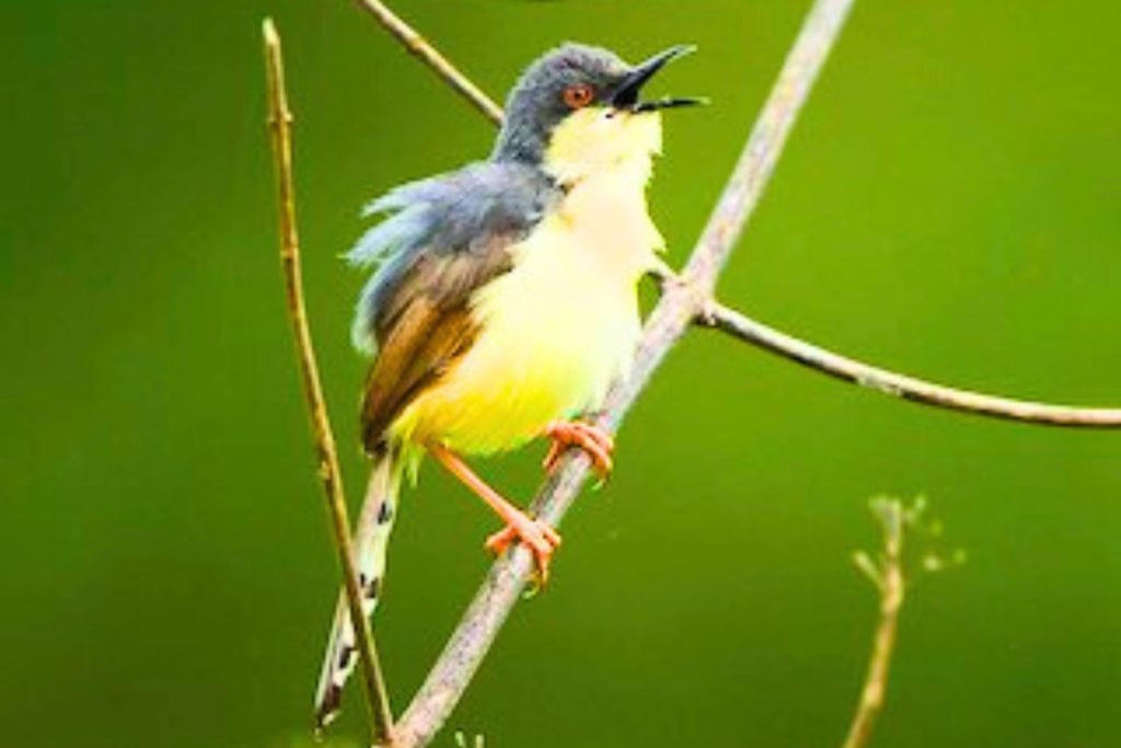 Ashy Prinia