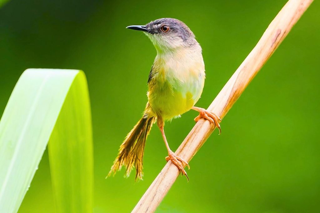 Yellow-bellied Prinia