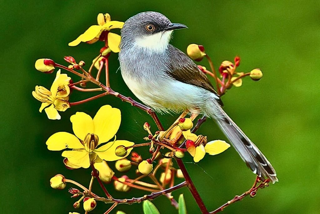 Grey-breasted Prinia