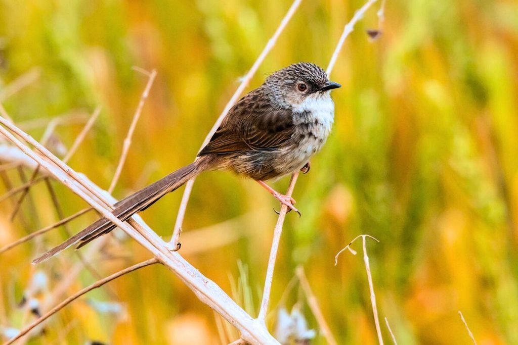 Himalayan Prinia