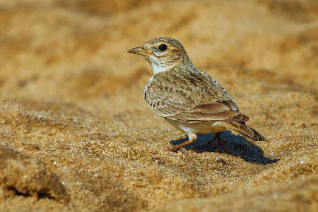 Sand Lark