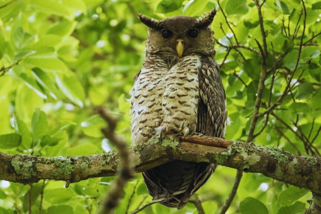 Spot-bellied Eagle-Owl