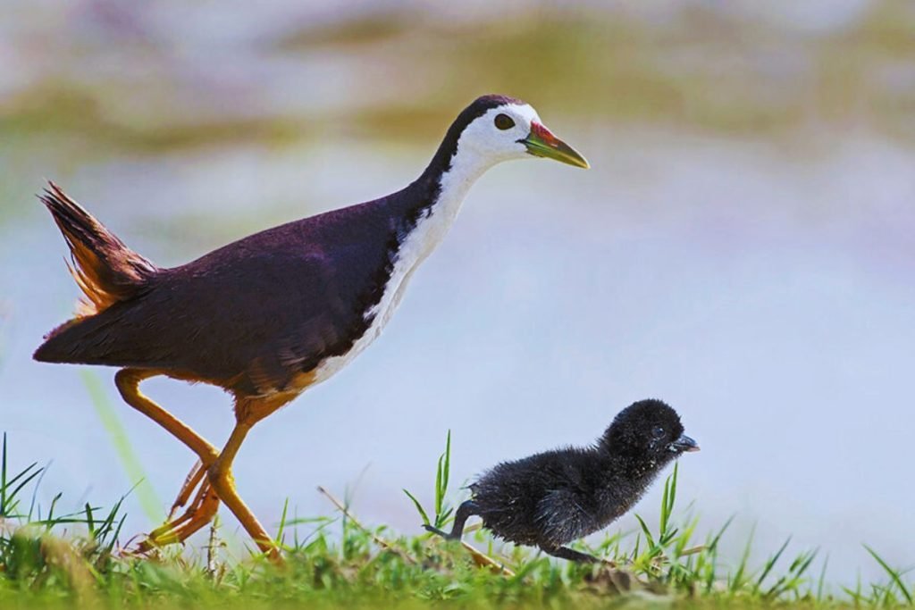 White-breasted Waterhen