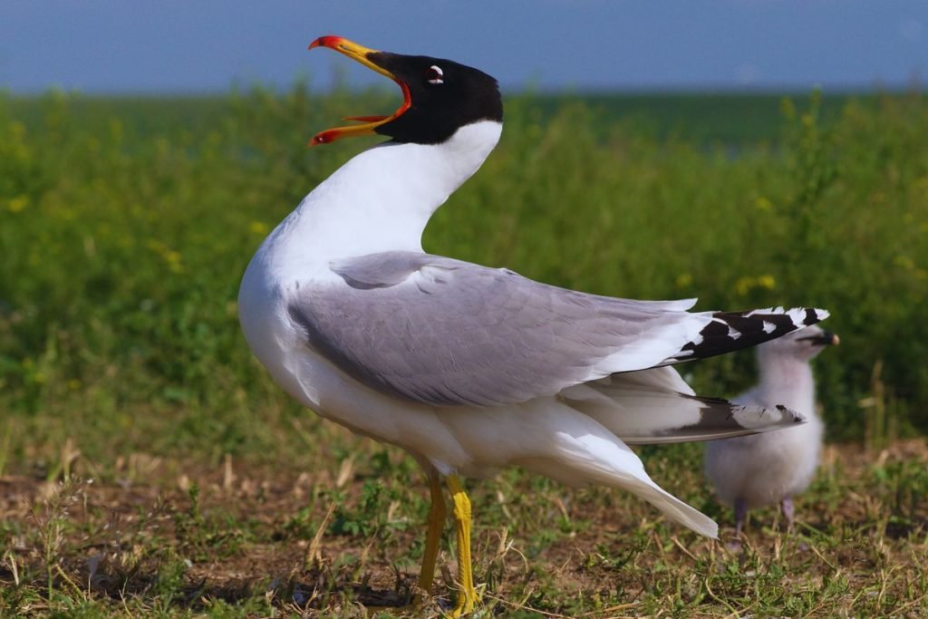 Pallas's Gull