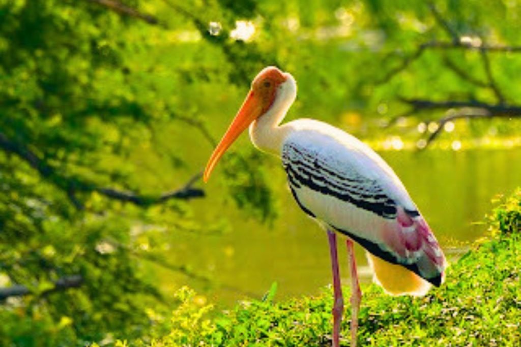 Painted Stork in Rajaji National Park